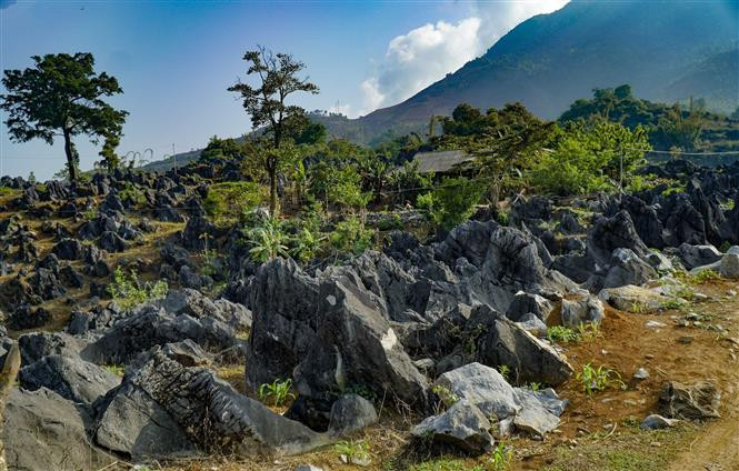 Những lớp đá tai mèo bao quanh các ngôi nhà của người dân trên cao nguyên đá cổ ở xã Tả Phìn, huyện Tủa Chùa (Điện Biên). Ảnh: Xuân Tư - TTXVN Bảo tồn và phát huy giá trị di sản địa chất ảnh 5