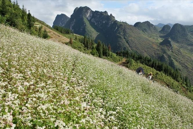 Mùa hoa tam giác mạch ở Đồng Văn (Hà Giang). Ảnh: Minh Quyết - TTXVN Bảo tồn và phát huy giá trị di sản địa chất ảnh 1