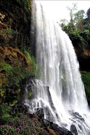 Ngỡ ngàng trước vẻ đẹp hoang sơ của thác Đambri ảnh 13 Ngỡ ngàng trước vẻ đẹp hoang sơ của thác Đambri ảnh 13