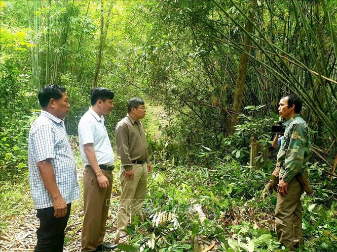 Lãnh đạo huyện Quế Phong (Nghệ An) trò chuyện, động viên các hộ dân trên địa bàn trồng, khai thác và quản lý rừng lùng một cách hiệu quả. Ảnh: Tá Chuyên - TTXVN Lần đầu tiên cây Lùng được cấp chứng chỉ FSC ảnh 2