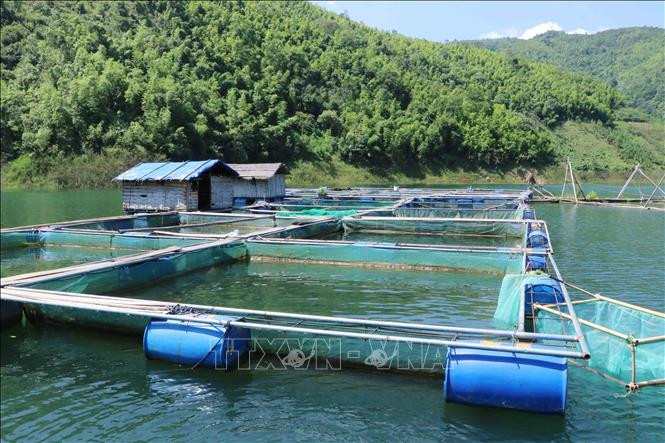 Nuôi cá lồng tại xã Tà Mít (Tân Uyên, Lai Châu). Ảnh: Nguyễn Oanh - TTXVN Người nuôi thủy sản Lai Châu gặp khó đầu ra ảnh 3