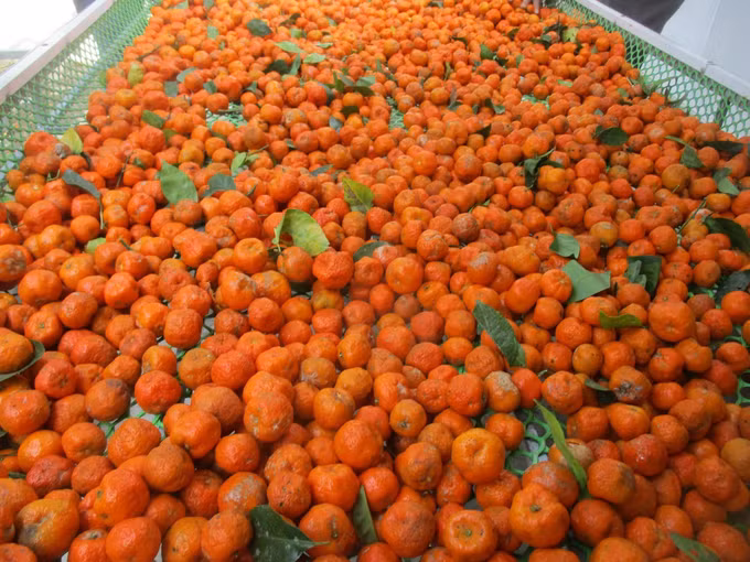 Trồng quýt hoi giúp người dân giảm nghèo ảnh 2