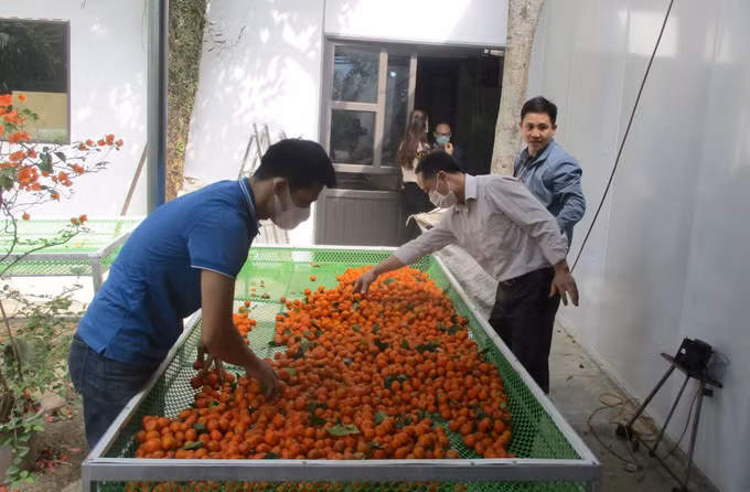 Trồng quýt hoi giúp người dân giảm nghèo ảnh 3