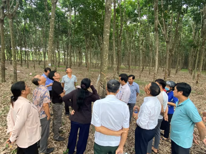 Xây dựng mô hình sản xuất cao su tiểu điền bền vững ảnh 2