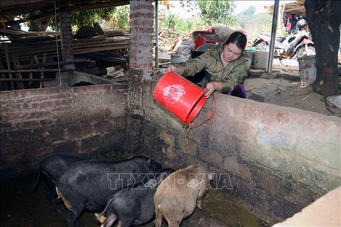 Chị Hà Thị Nguyễn, dân tộc Thái, ở bản Cao Đa, xã Phiêng Ban, huyện Bắc Yên, tỉnh Sơn La chăm sóc đàn lợn của gia đình. Ảnh: Quang Quyết-TTXVN Chị Hà Thị Nguyễn được ngưỡng mộ vì sản xuất, kinh doanh giỏi ảnh 2