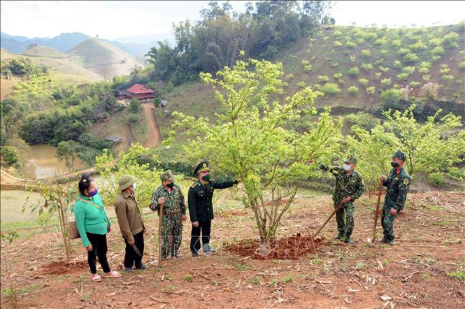Với 4 ha trồng mận, mơ, cà phê và chăn nuôi 7 con trâu bò, 2 con lợn mỗi năm gia đình ông Vì Văn Xốm, bản A La, xã Chiềng On thu lãi hơn 100 triệu đồng, trở thành hộ có thu nhập khá trong bản. Ảnh: Quang Quyết-TTXVN Bộ đội Biên phòng Sơn La giúp nhân dân phát triển kinh tế ảnh 2