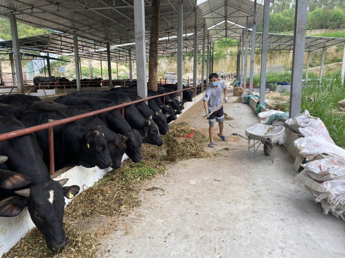 UBND tỉnh Vĩnh Phúc tăng cường kiểm tra, giám sát việc sử dụng chất cấm trong chăn nuôi, giết mổ gia súc. Ảnh: Nguyễn Thảo – TTXVN Vĩnh Phúc kiểm tra, giám sát việc sử dụng chất cấm trong chăn nuôi, giết mổ gia súc ảnh 1