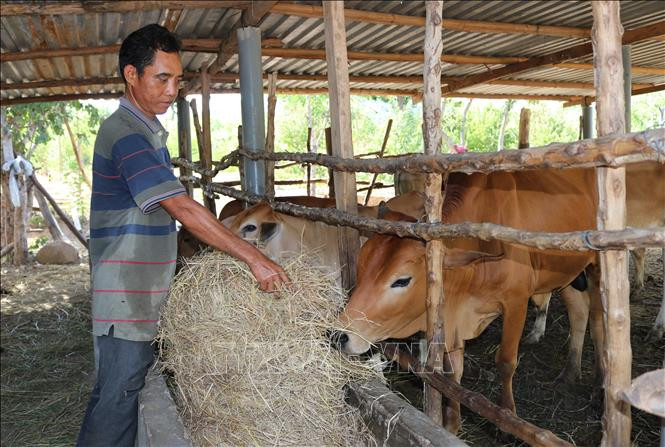 Anh Chamaléa Hơ chăm sóc đàn bò của gia đình. Ảnh: Nguyễn Thành - TTXVN Gương làm kinh tế giỏi của đồng bào Raglai ảnh 3