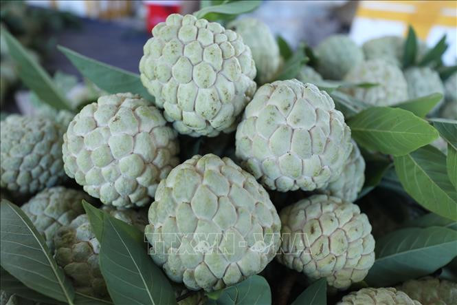 Na Chi Lăng (Lạng Sơn) rất nổi tiếng trong cả nước, được trồng theo tiêu chuẩn VietGAP, GlobalGAP. Ảnh: Anh Tuấn - TTXVN Lạng Sơn xây dựng mô hình hợp tác xã chế biến theo chuỗi giá trị ảnh 1
