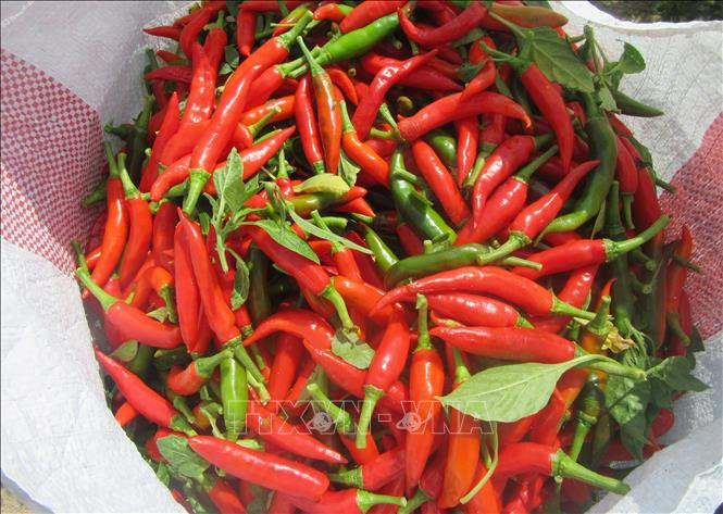 Ớt chín sau khi thu hoạch được đóng bao chờ đưa đi tiêu thụ. Ảnh: Nguyễn Thành – TTXVN Ninh Thuận giá ớt liên tục tăng cao ảnh 3