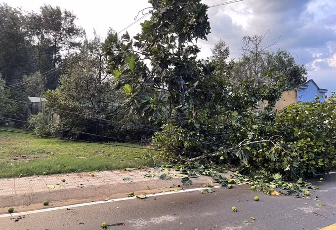 Lâm Đồng: Lốc xoáy tuốt rụng hàng chục tấn sầu riêng non ảnh 2