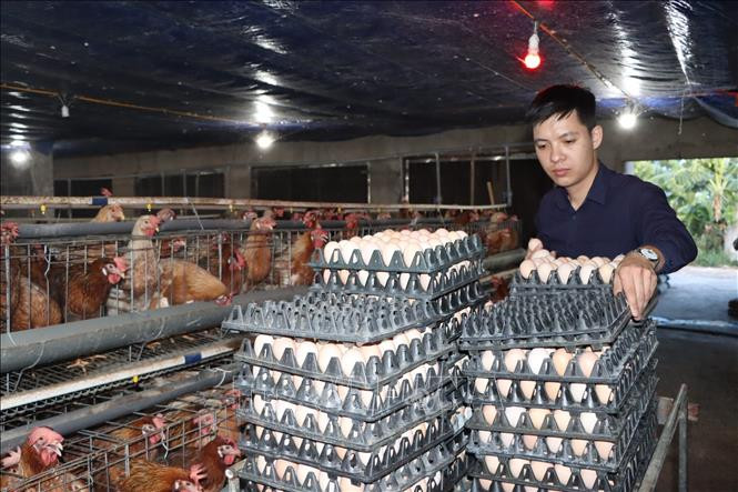 Thời điểm hiện nay, HTX Như Gia thu mỗi ngày trên 20 triệu đồng, trừ chi phí lợi nhuận khoảng 2 triệu đồng. Ảnh: Hoàng Ngà - TTXVN Anh Nguyễn Như Đức nuôi gà siêu đẻ trứng thu hiệu quả kinh tế cao ảnh 3