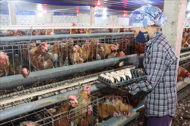 Các giống gà siêu trứng được HTX dịch vụ tổng hợp Như Gia nuôi là gà Isa Brown và gà M18. Ảnh: Hoàng Ngà - TTXVN Anh Nguyễn Như Đức nuôi gà siêu đẻ trứng thu hiệu quả kinh tế cao ảnh 2