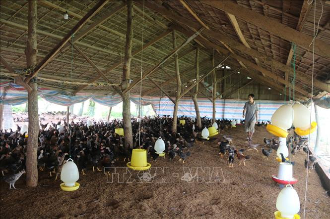 Mô hình nuôi gà thả vườn sử dụng đệm lót sinh học của nông dân xã Long Đức, thành phố Trà Vinh đem lại hiệu quả kinh tế cao. Ảnh: Thanh Hòa - TTXVN Trà Vinh nhân rộng 12 mô hình sản xuất nông nghiệp hiệu quả ảnh 1