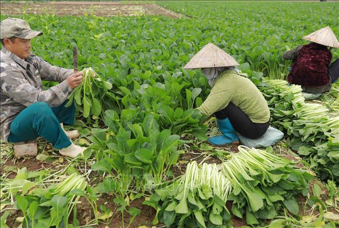 Nông dân xã Văn Đức thu hoạch rau ăn lá phục vụ thị trường. Ảnh: Vũ Sinh – TTXVN Hà Nội rau xanh được mùa, nông dân có lãi ảnh 4