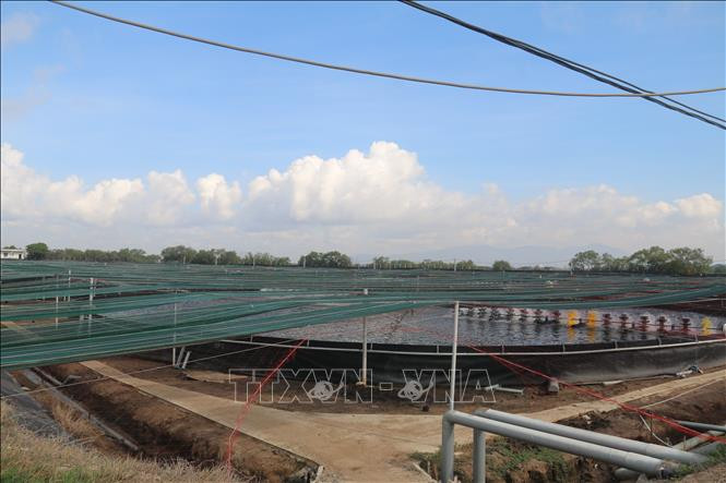 Thu tiền tỷ nhờ nuôi tôm công nghệ cao ở Bà Rịa - Vũng Tàu ảnh 3 Thu tiền tỷ nhờ nuôi tôm công nghệ cao ở Bà Rịa - Vũng Tàu ảnh 3