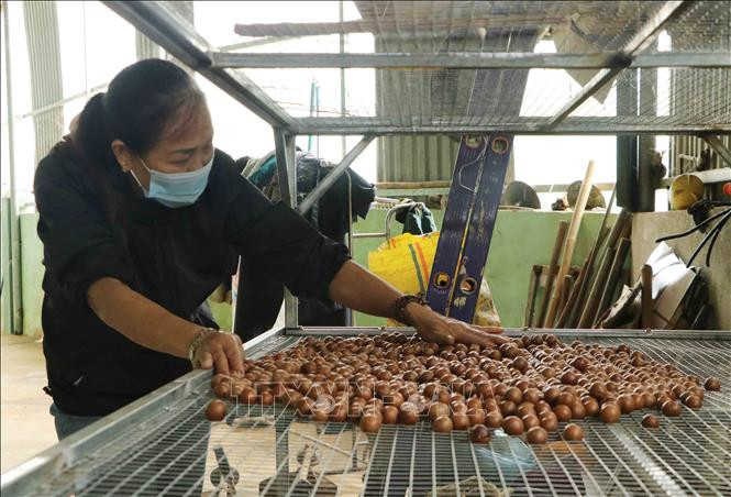 Nhiều hộ dân ở thành phố Lai Châu trồng mắc ca đem lại hiệu quả, mỗi năm thu nhập hơn trăm triệu đồng. Ảnh: Đinh Thùy-TTXVN Triển vọng từ cây mắc ca ở Lai Châu ảnh 4