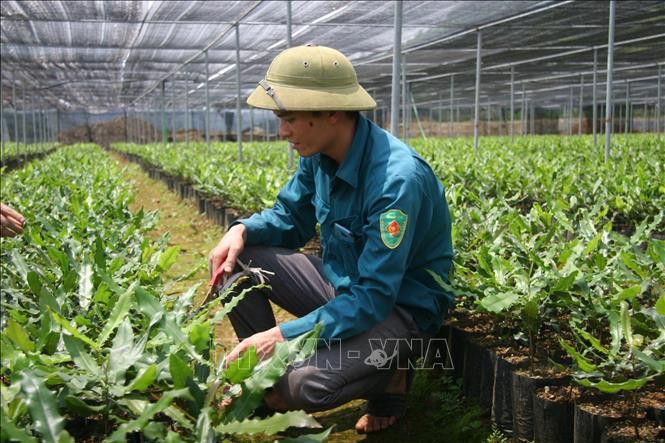 Người dân huyện Than Uyên chăm sóc cây giống mắc ca. Ảnh: Đinh Thùy-TTXVN Triển vọng từ cây mắc ca ở Lai Châu ảnh 1