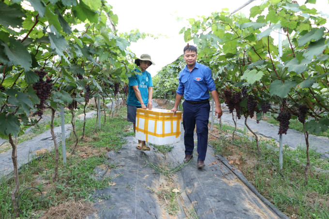 Sản phẩm nho hạ đen chủ yếu bán cho người dân trong huyện Than Uyên và tỉnh Lai Châu. Ảnh: Đinh Thùy-TTXVN Hiệu quả kinh tế từ trồng nho Hạ Đen ảnh 5