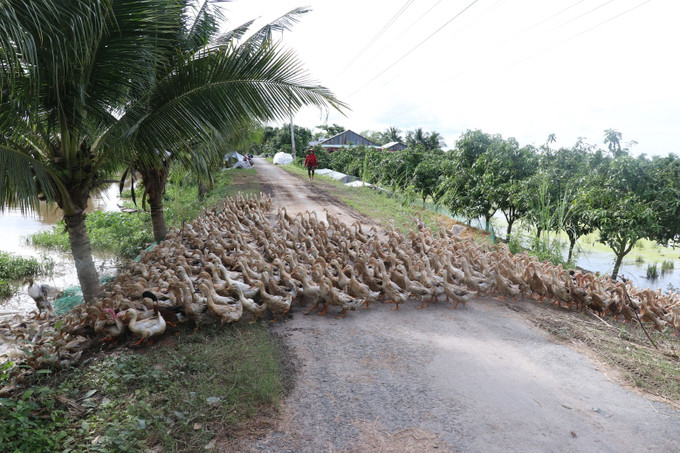 Nuôi vịt chạy đồng lấy trứng ở huyện Thanh Bình. Ảnh: Nguyễn Văn Trí - TTXVN Hiệu quả cao từ nuôi vịt cò lấy trứng ở Đồng Tháp ảnh 3