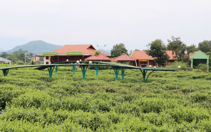 Thái Nguyên hấp dẫn du lịch cộng đồng gắn với văn hóa trà ảnh 1