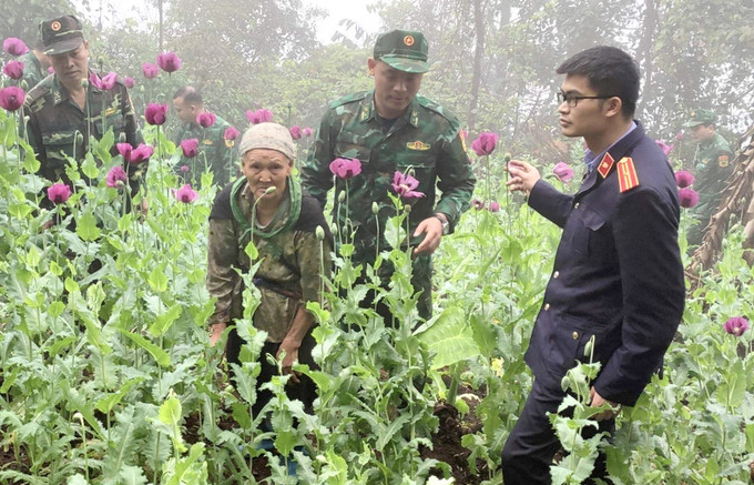 Đối tượng Triệu Thị Phấy bị bắt vì trồng cây thuốc phiện. Ảnh: TTXVN phát Cao Bằng: Khởi tố vụ án trồng 600 cây thuốc phiện ảnh 2