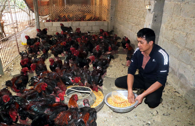 Hợp tác xã chăn nuôi và kinh doanh gà Đông Tảo, ở xã Đông Tảo, huyện Khoái Châu, tỉnh Hưng Yên có quy mô 8.000 con. Ảnh: Đinh Văn Nhiều-TTXVN Nhiều sản phẩm chế biến từ gà Đông Tảo hút khách ảnh 1