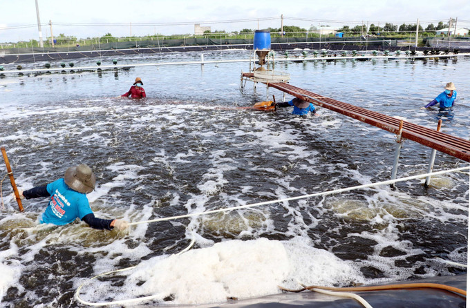 Kiểm tra, phòng chống dịch bệnh trên những diện tích tôm đã thả nuôi. Ảnh: Trung Hiếu - TTXVN Liên kết chuỗi để phát triển ngành tôm bền vững ở Sóc Trăng ảnh 1