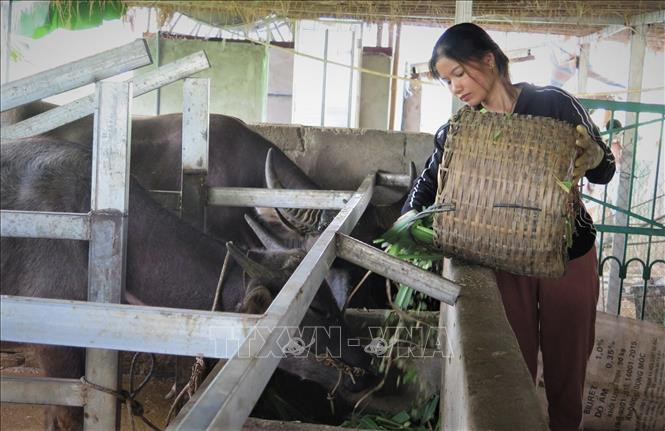 Chị Nùng Thị Phương tại bản Cang Mường, xã Mường Cang (Than Uyên, Lai Châu) nuôi 15 con trâu, 5 con bò và 3 con dê cho thu lãi từ 100 đến 200 triệu đồng/năm. Ảnh: Đinh Thùy - TTXVN Phụ nữ vùng biên Lai Châu giúp nhau phát triển kinh tế ảnh 1