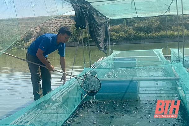 Thanh Hóa: Tăng thu nhập từ mô hình nuôi cá kết hợp nuôi ếch thương phẩm ảnh 1