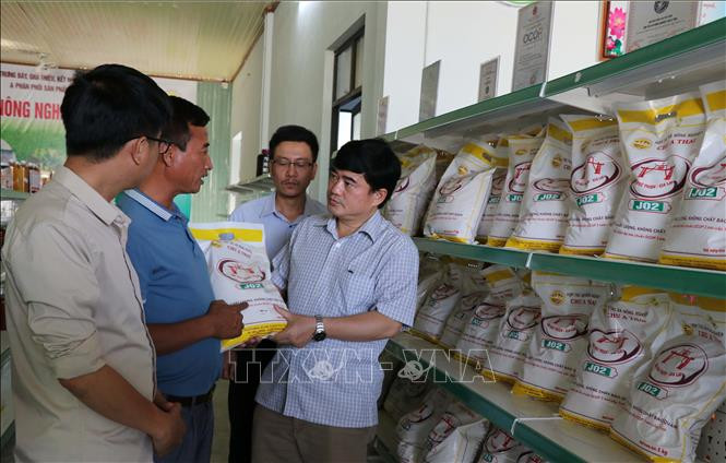 Gạo Phú Thiện ngày càng khẳng định vị thế trên thị thường thông qua kênh sản xuất, chế biến từ Hợp tác xã nông nghiệp Chư A Thai. Ảnh: Hồng Điệp - TTXVN Gạo Phú Thiện ngày một khẳng định vị thế ảnh 3
