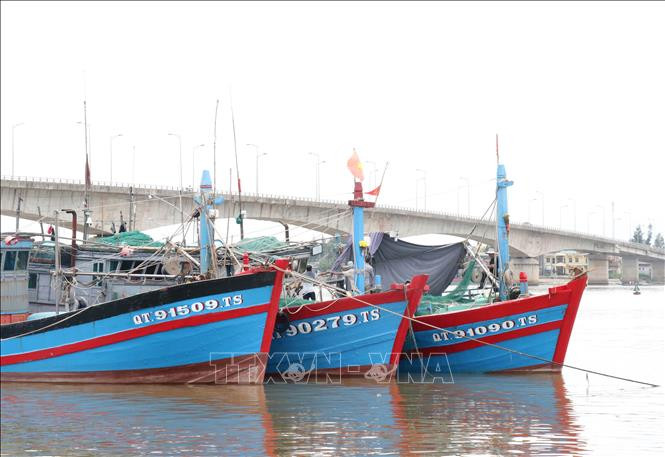 Tàu thuyền neo đậu tránh trú bão số 5 ở khu neo đậu Bắc Cửa Việt, thị trấn Cửa Việt, huyện Gio Linh. Ảnh: Nguyên Lý-TTXVN Bão số 5: Kêu gọi, hướng dẫn các phương tiện, tàu, thuyền vào nơi tránh trú an toàn ảnh 1