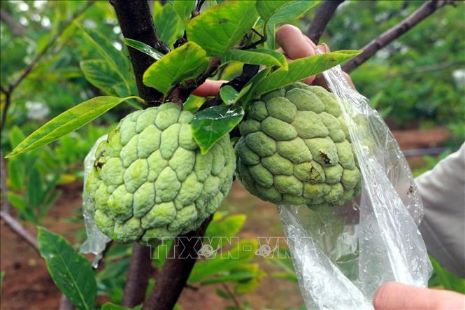 Na trái vụ ở thôn An Hồng, xã An Sinh, thị xã Đông Triều (tỉnh Quảng Ninh). Ảnh: Đức Hiếu-TTXVN Na trái vụ được giá mang lại hiệu quả cao ảnh 1