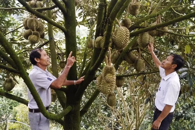 Sầu riêng tại miền núi Khánh Hoà được giá ảnh 1