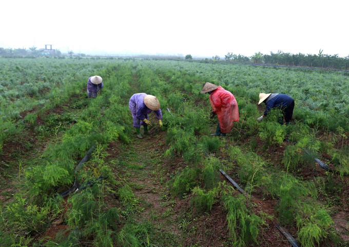 Đến nay, huyện Đan Phượng (Hà Nội) đã cơ bản hình thành những cánh đồng mẫu lớn, sản xuất theo hướng chuyên canh và lập các dự án đầu tư có trọng tâm, trọng điểm ứng dụng khoa học, công nghệ, kỹ thuật cao vào sản xuất, từng bước hình thành chuỗi liên kết và tiêu thụ sản phẩm. Đan Phượng hướng đến những vùng quê đáng sống ảnh 1