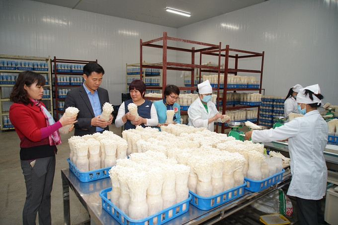 Công ty TNHH xuất nhập khẩu Kinoko Thanh Cao ở xã Đốc Tín, huyện Mỹ Đức (Hà Nội) là một trong những đơn vị tiêu biểu trong việc đầu tư ứng dụng công nghệ cao vào sản xuất nấm ăn và nấm dược liệu theo hướng công nghiệp và đã gặt hái được nhiều thành công, tạo công ăn việc làm cho hàng chục lao động nông thôn trong khu vực. Hà Nội phát triển nông nghiệp công nghệ cao ảnh 1