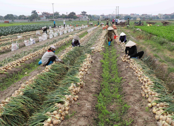 Nông dân xã Tiền Phong, huyện Mê Linh (Hà Nội) thu hoạch hành tây. Mê Linh thúc đẩy phát triển nông nghiệp ảnh 1