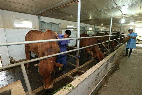 Đàn bò 6 con giống Brahman thuần, nhập từ Úc về được công nhân Trung tâm giống và sữa bò Phù Đổng, huyện Gia Lâm (Hà Nội) tắm rửa và hàng ngày phục vụ những bữa ăn tươi ngon, giàu chất dinh dưỡng. Hà Nội chú trọng đưa giống vật nuôi chất lượng cao vào sản xuất ảnh 1