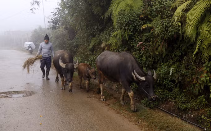 Lào Cai chủ động phòng chống đói, rét cho đàn gia súc ảnh 1