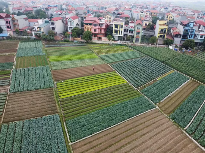 OCOP góp phần khẳng định vai trò của hợp tác xã nông nghiệp Hà Nội ảnh 1