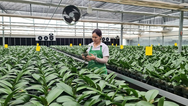 Mô hình trồng hoa lan trong nhà màng, nhà lưới tại thôn Thường Lệ, xã Đại Thịnh, huyện Mê Linh (Hà Nội). Mê Linh xác định nông nghiệp là bệ đỡ để ổn định nông thôn ảnh 1