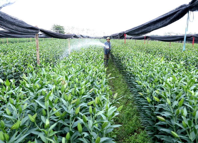 Vùng trồng hoa xã Tam Thuấn, huyện Phúc Thọ được quy hoạch theo tiêu chí nông thôn mới. Hà Nội xây dựng nông thôn mới văn minh, hiện đại ảnh 3