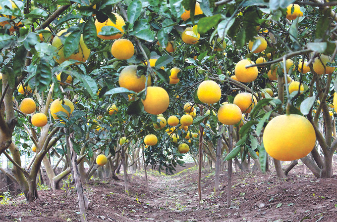 Bưởi Nam Phương Tiến, huyện Chương Mỹ (Hà Nội) vào mùa thu hoạch. Hà Nội nâng giá trị cây bưởi đặc sản ảnh 1