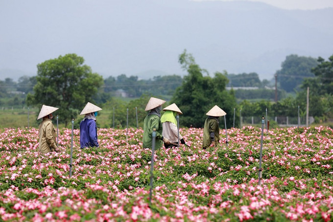 Hợp tác xã nông nghiệp công nghệ cao Phúc Lâm trồng sâm Bố Chính tạo việc làm cho khoảng 20 - 30 lao động địa phương. Thị xã Sơn Tây khai thác tiềm năng, lợi thế phát triển nông nghiệp ảnh 11