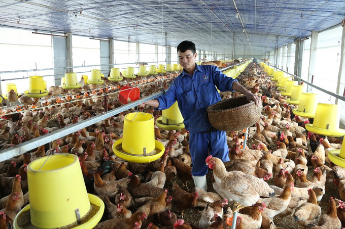 Xã Đại Yên, huyện Chương Mỹ (Hà Nội) đẩy mạnh chuyển dịch cơ cấu vật nuôi cây trồng. Trong ảnh: Trang trại gà Tiên Viên của anh Đặng Đình Tiên ở xã Đại Yên nổi tiếng với sản phẩm trứng gà sạch. Ảnh: Hoàng Hà Hà Nội nắm bắt nguyện vọng của người dân, phát huy vai trò làm chủ của nhân dân trong xây dựng nông thôn mới ảnh 6
