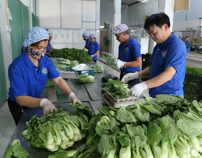 Hợp tác xã rau Chúc Sơn ở thôn Giáp Ngọ, thị trấn Chúc Sơn (Hà Nội) có diện tích khoảng gần 25 ha sản xuất rau màu theo tiêu chuẩn VietGAP, dự kiến dịp Tết Canh Tý cung cấp cho thị trường Thủ đô khoảng gần 50 tấn rau, củ các loại. Ngành nông nghiệp Hà Nội sẵn sàng nguồn hàng phục vụ Tết Nguyên đán Canh Tý ảnh 8