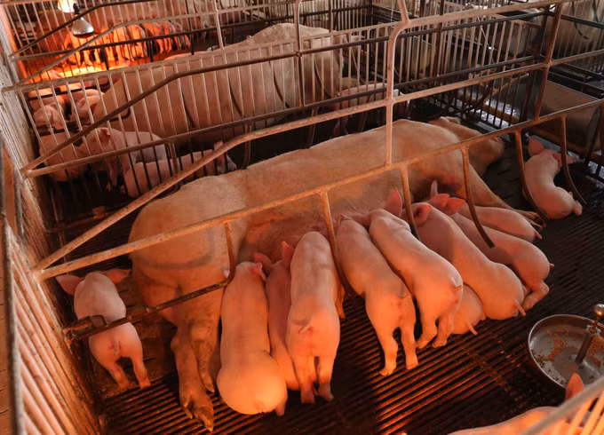 Ba Vì phát triển trang trại chăn nuôi lợn khép kín ảnh 2