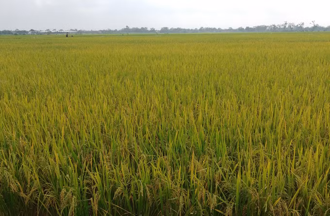 Liên Bạt - điểm sáng xã nông thôn mới nâng cao của Hà Nội ảnh 3