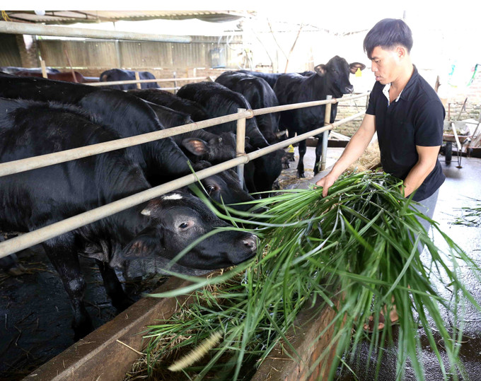 Dự kiến dịp Tết Nguyên đán Canh Tý, trại bò thịt của gia đình anh Đặng Đình Hậu ở thôn Ứng Hòa, xã Lam Điền, huyện Chương Mỹ (Hà Nội) cung cấp khoảng 7 tấn thịt bò cho thị trường thủ đô Hà Nội. Ngành nông nghiệp Hà Nội sẵn sàng nguồn hàng phục vụ Tết Nguyên đán Canh Tý ảnh 1
