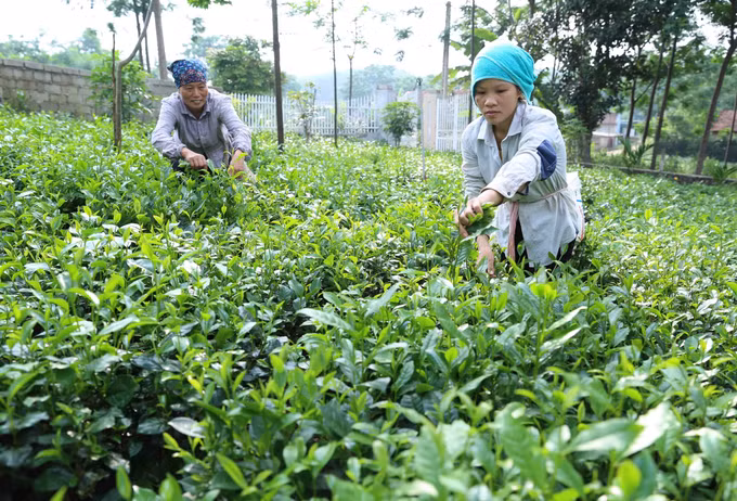 Hà Nội hướng tới mục tiêu hoàn thành xây dựng nông thôn mới ở 100% số xã ảnh 4